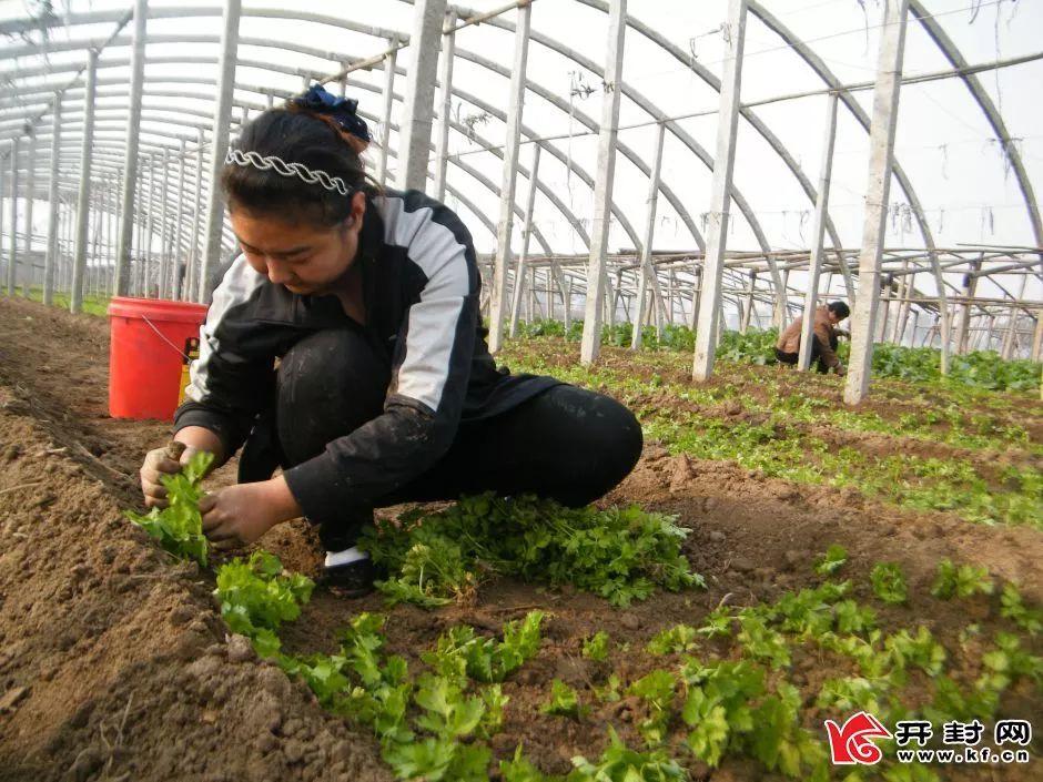 開封市畜牧局最新動態報道